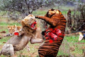 10 BRUTAL Animal Fights Caught on Camera