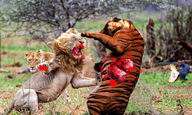 10 BRUTAL Animal Fights Caught on Camera