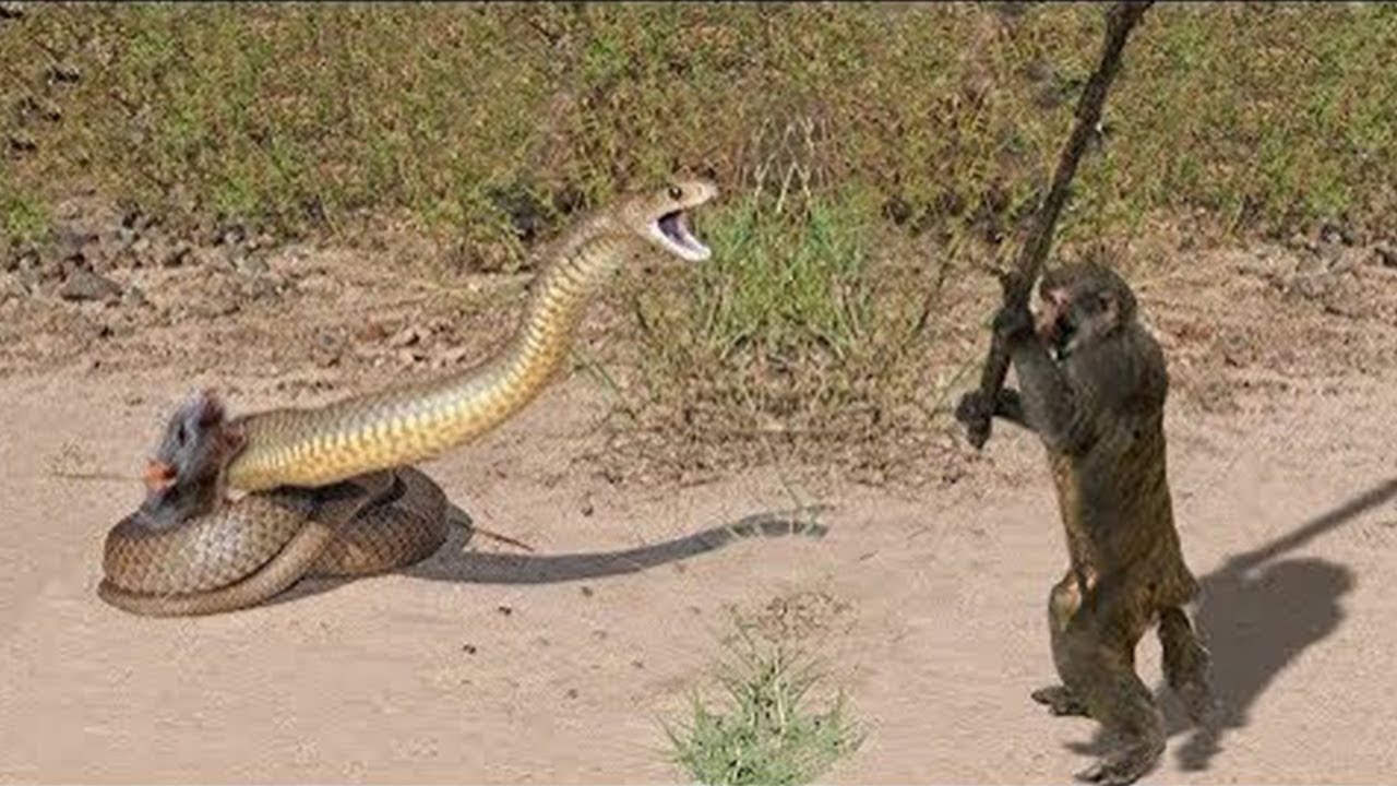 10 CRAZIEST ANIMAL FIGHTS CAUGHT ON CAMERA