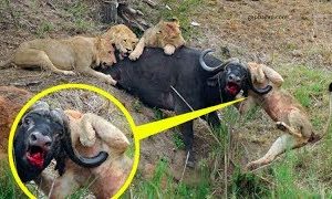 10 CRAZIEST Animal Fights Caught On Camera pt.2