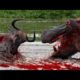 12 CRAZIEST Animal Fights Caught On Camera - Most Amazing Wild Animal Attacks