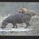 15 CRAZIEST Animal Fights Caught On Camera #3   Lion,Buffalo,crocodile,Elephant, 2016