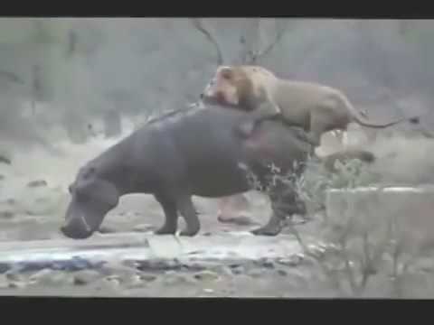 15 CRAZIEST Animal Fights Caught On Camera #3   Lion,Buffalo,crocodile,Elephant, 2016