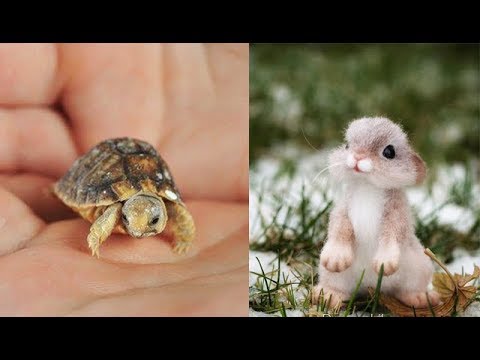 Cute baby animals Videos Compilation cute moment of the animals Cutest Animals - Soo Cute #2