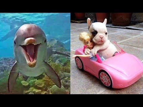 Cute baby animals Videos Compilation cute moment of the animals - Soo Cute! #6