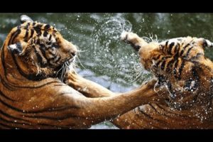 Amazing Wild Animals Attacks - Wild Animal Fights Caught On Camera | Wild Animals Ultimate Fights