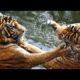 Amazing Wild Animals Attacks - Wild Animal Fights Caught On Camera | Wild Animals Ultimate Fights