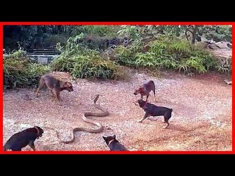 Wild animals fight to death | CRAZIEST Animal Fights Caught  | Dog vs Cobra Snake #2