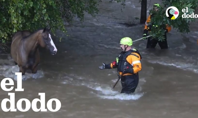 3 rescates de animales impresionantes