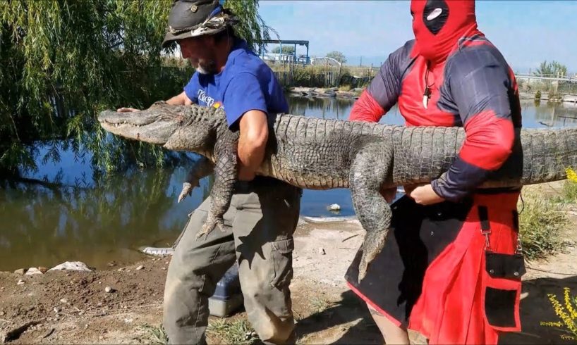 'Deadpool’ Prevents Epic Battle Between Alligators | WILDEST ANIMAL RESCUES