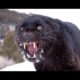 5 Amazing Animal Fights Caught On Camera! Animals attack