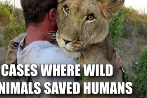 5 CASES WHERE WILD ANIMALS SAVED HUMANS