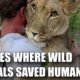 5 CASES WHERE WILD ANIMALS SAVED HUMANS