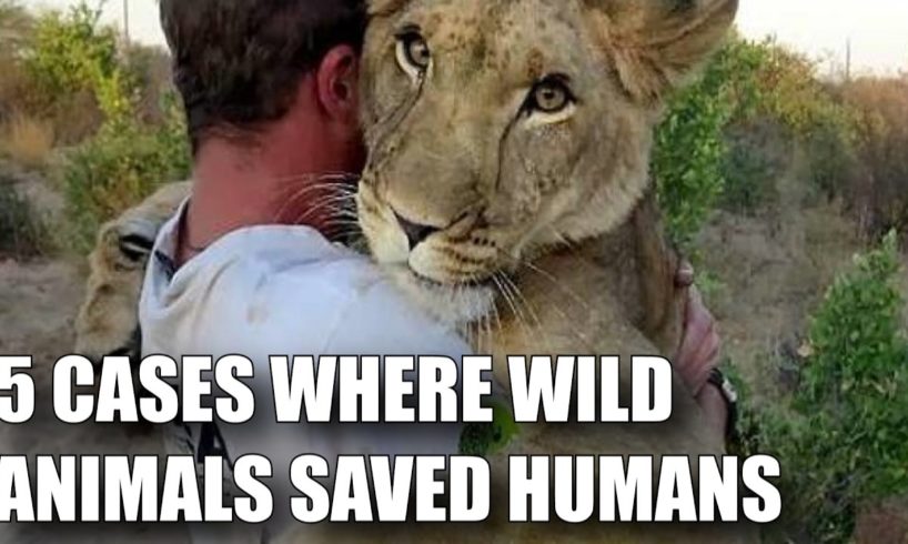 5 CASES WHERE WILD ANIMALS SAVED HUMANS