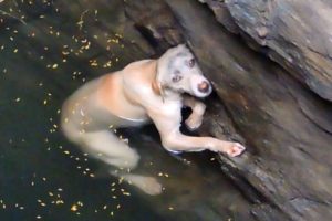 A drowning dog's desperate wish comes true