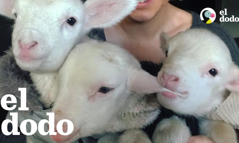 A estos corderos rescatados les encanta saltar por la casa de sus papás