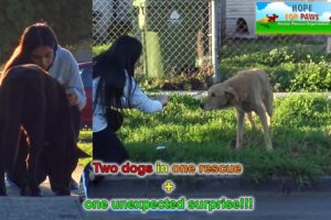 A sick homeless golden retriever and an Akita in a rescue with a surprising end!!!  (PART 2)