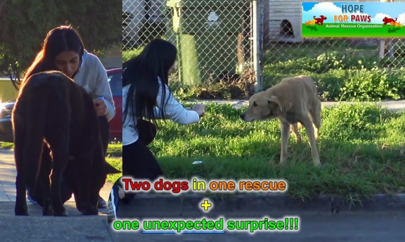A sick homeless golden retriever and an Akita in a rescue with a surprising end!!!  (PART 2)