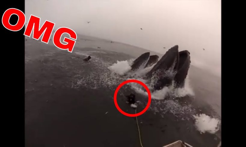 ALMOST swallowed by WHALE 😱😱NEAR DEATH EXPERIENCE CAPTURED by GoPro compilation