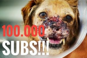 AMAZING! EXTREME ANIMAL RESCUE HITS 100.000 SUBS  +  CRISIS AT THE HOSPITAL