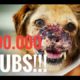 AMAZING! EXTREME ANIMAL RESCUE HITS 100.000 SUBS  +  CRISIS AT THE HOSPITAL