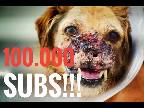 AMAZING! EXTREME ANIMAL RESCUE HITS 100.000 SUBS  +  CRISIS AT THE HOSPITAL