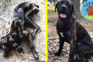 Abandoned Dog Rescued- AMAZING TRANSFORMATION! A Happy Ending Heartwarmer.