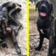 Abandoned Dog Rescued- AMAZING TRANSFORMATION! A Happy Ending Heartwarmer.