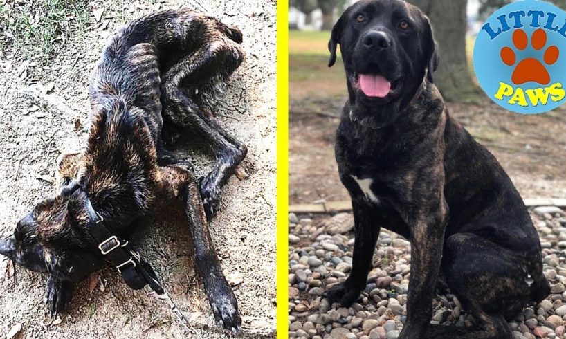 Abandoned Dog Rescued- AMAZING TRANSFORMATION! A Happy Ending Heartwarmer.