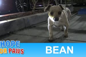 Abandoned in a Starbucks parking lot, this little dog was begging for food.