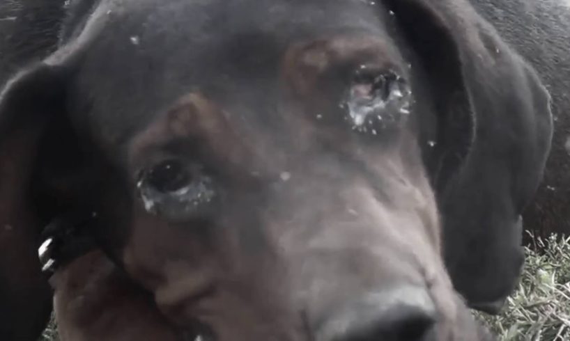 Abused Dog Kisses New Family | PETA Animal Rescues
