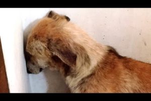 Abused Dog Stares at Wall for Days After Being Rescued