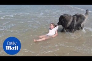 Adorable moment dog 'rescues' girl who is playing in the sea