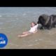 Adorable moment dog 'rescues' girl who is playing in the sea
