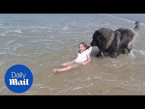 Adorable moment dog 'rescues' girl who is playing in the sea