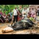 African Cow Sacrifice!!! Rare Tradition Feeds Hundreds!
