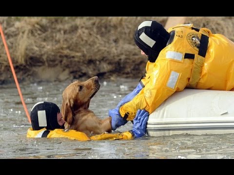 Amazing And Emotional Video - Most Inspiring Dogs And Cats Rescue Compilation