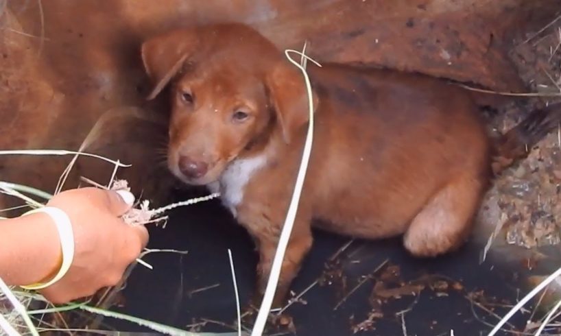 Amazing Puppy Rescue !!! An Abandoned Poor Homeless Puppy is Rescued from Dirty Water Tube by Kids