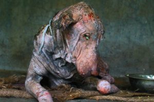 Amazing transformation of sick dog who had given up hope