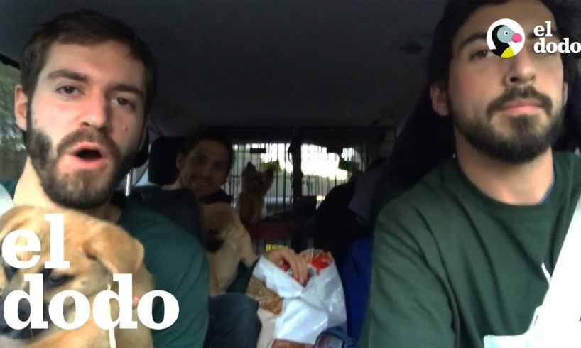 Amigos viajan más de 20 horas para ayudar a perros rescatados