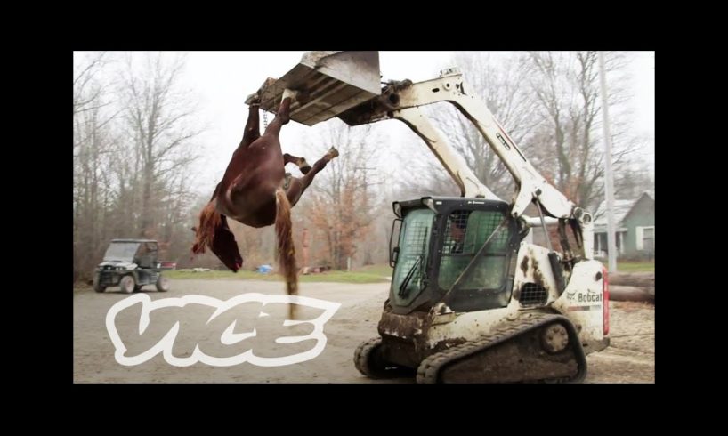 An Inside Look at the Exotic Animal Trade: Profiles by VICE