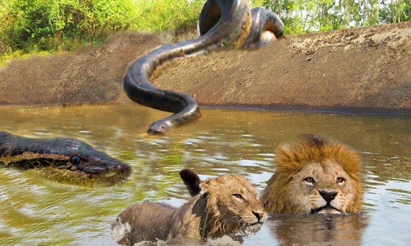 Anaconda too Dangerous! King Lion vs Anaconda Lord, Crocodile, Zebra - Animal Fights 2019