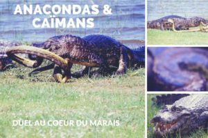 Anacondas & Caïmans - duel au coeur du marais - animal fights