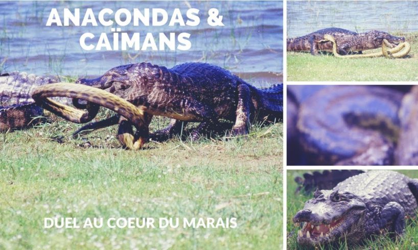 Anacondas & Caïmans - duel au coeur du marais - animal fights