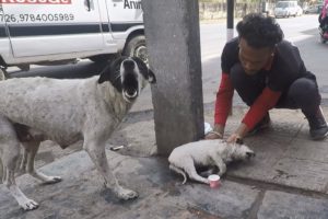 Anguished mother dog wails for wounded baby. Sweetest reunion!