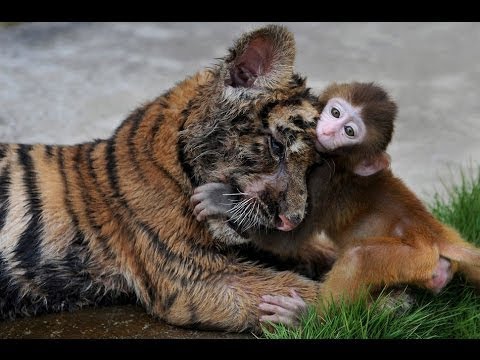 Animal Heroes 2017 - Amazing Animals Helping And Rescuing Other Animals - Compilation 2017