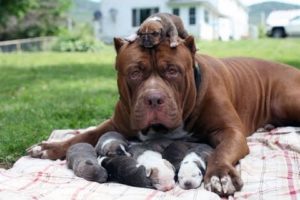 Animal Moms Protecting and looking out for their babies safety Videos  Compilation
