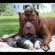 Animal Moms Protecting and looking out for their babies safety Videos  Compilation