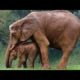 Animal Mothers Protecting Their Babies from danger -  Mom protects baby animals