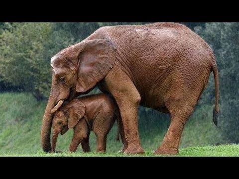 Animal Mothers Protecting Their Babies from danger -  Mom protects baby animals